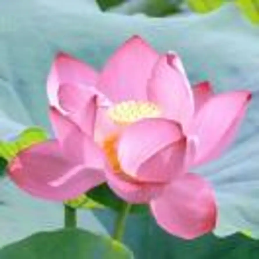 好运莲莲的头像