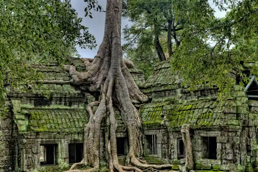 4k古老壁纸 - 树 - 寺庙 - 树根「哲风壁纸」