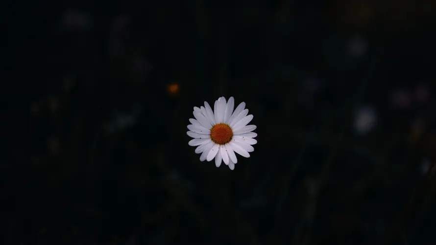 8k雏菊壁纸-孤独花朵 - 暗调花卉-暗黑意境「哲风壁纸」