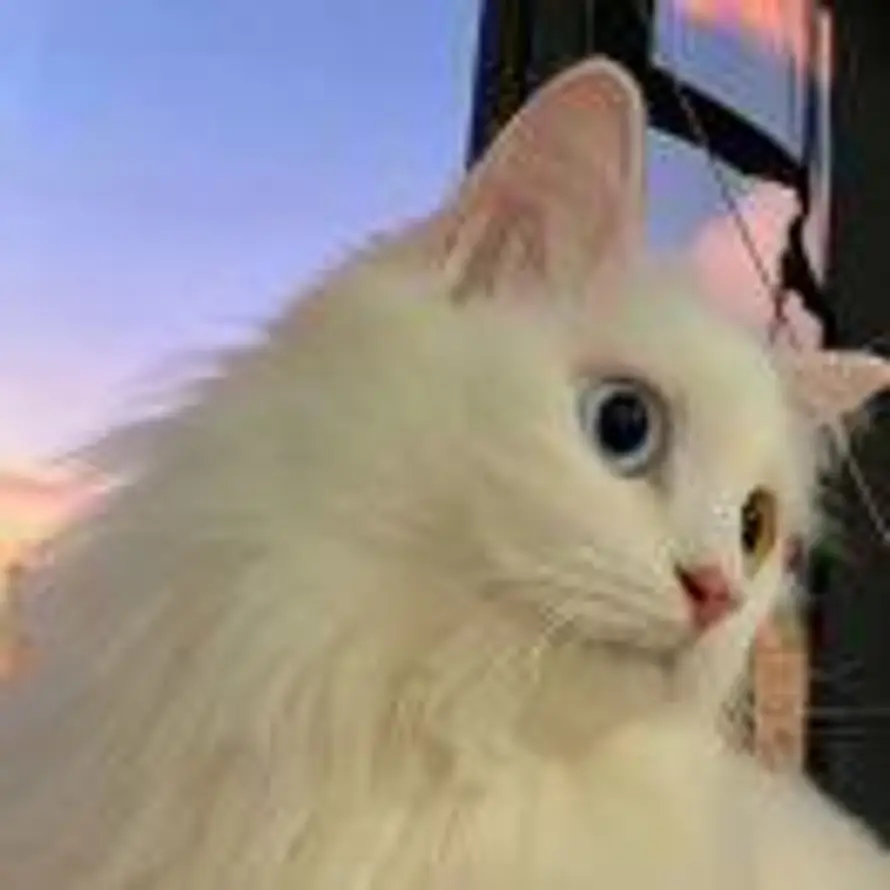 C。的头像