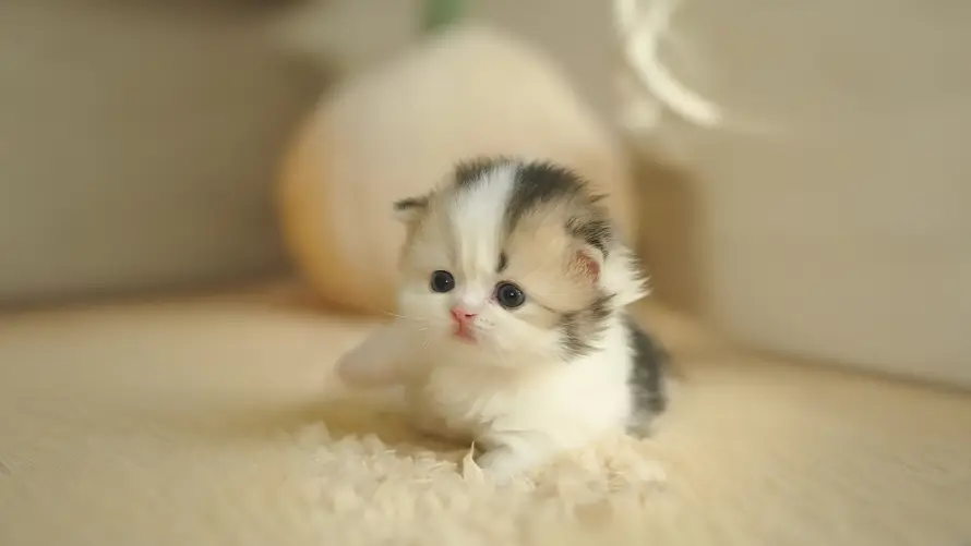 4k宠物壁纸 - 幼猫 - 猫咪 - 可爱猫咪「哲风壁纸」 4k宠物壁纸 - 幼猫 - 猫咪 - 可爱猫咪「哲风壁纸」