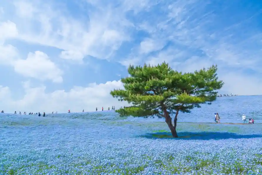4k孤松壁纸 - 景观 - 田野 - 花海「哲风壁纸」