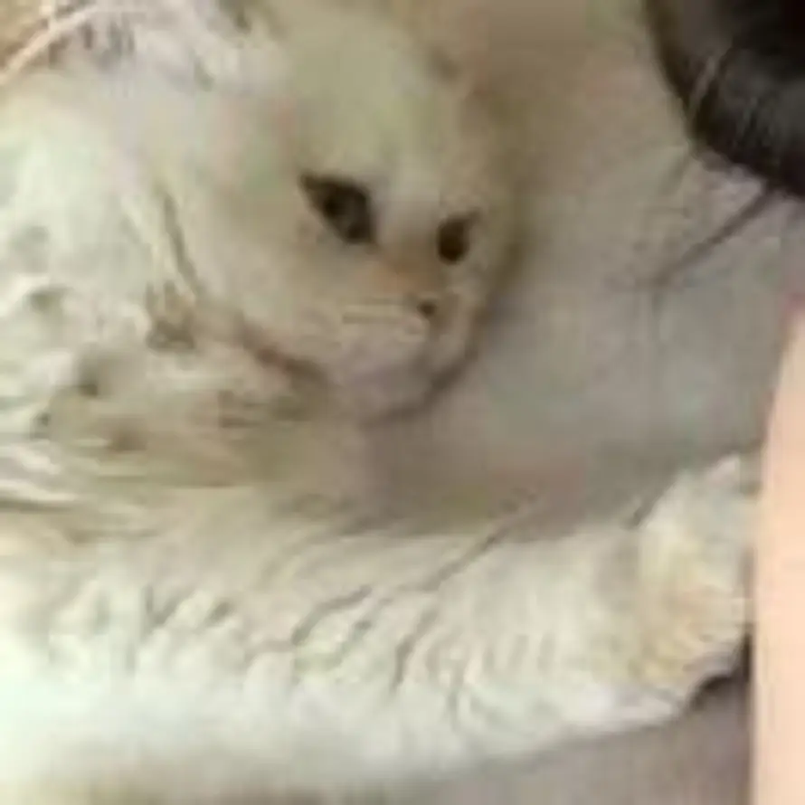 哈基齐的头像