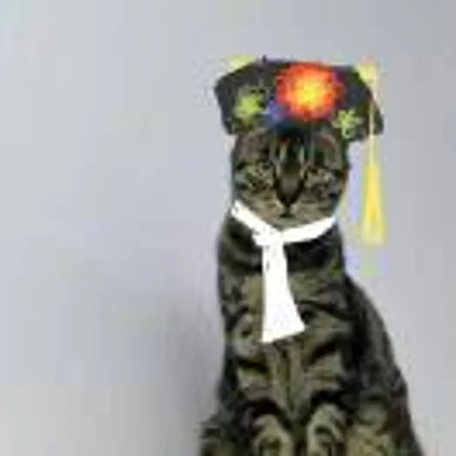 玩猫丧志的头像