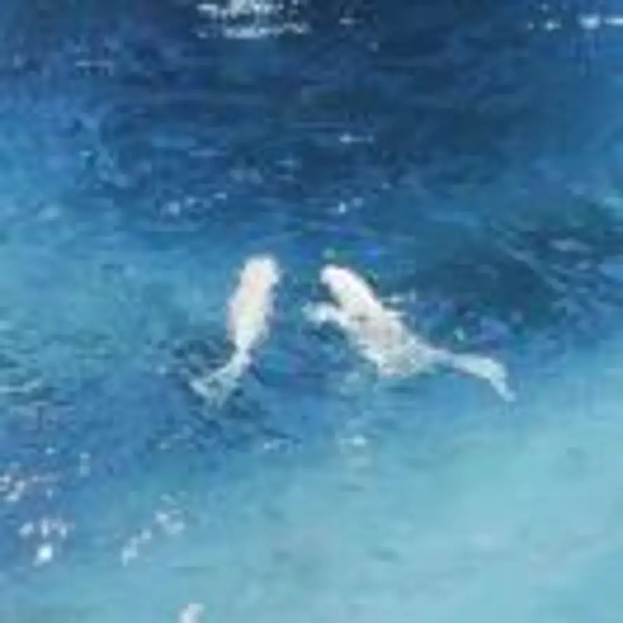 吉星高赵姑娘(古风女子）的头像