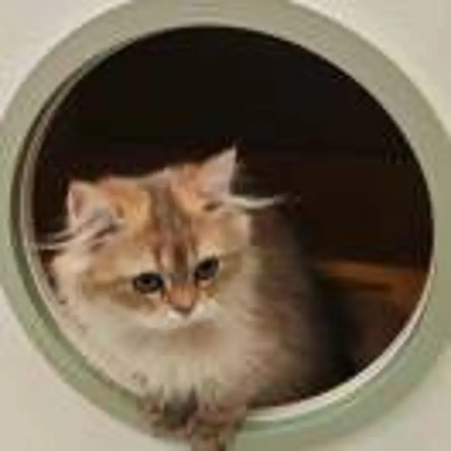 哇哒西蛙的头像