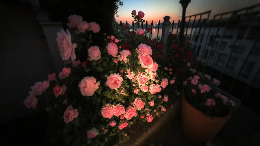 4k夕阳壁纸-玫瑰花丛壁纸和护栏-粉色玫瑰免费下载「哲风壁纸」