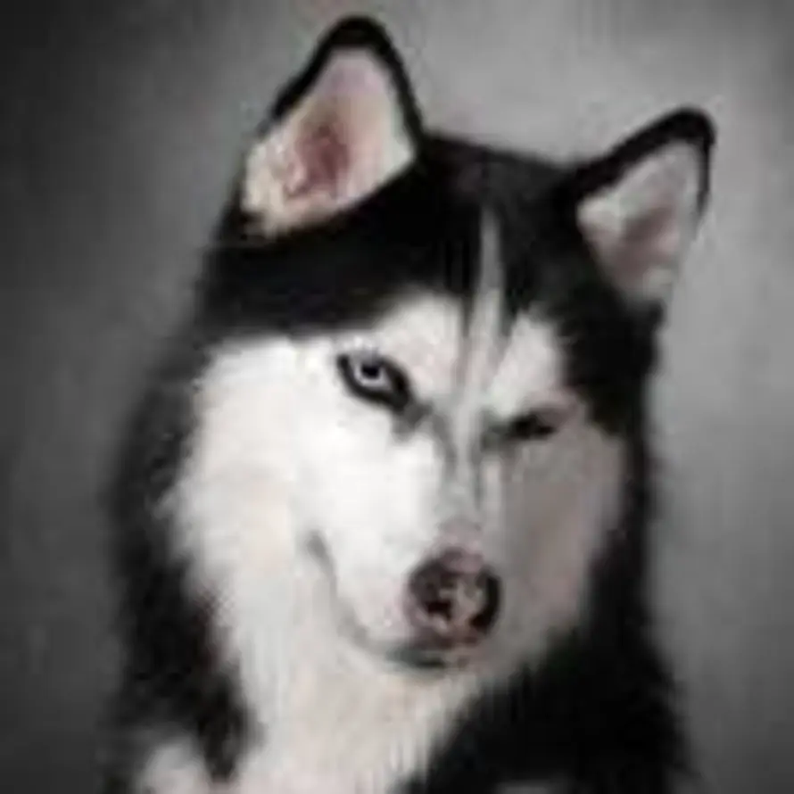 A   张三疯·宠物批发·收韩版比熊的头像