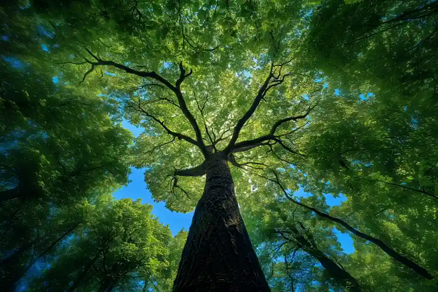 4k树干壁纸-夏天森林和绿叶-大树仰拍热门的壁纸「哲风壁纸」