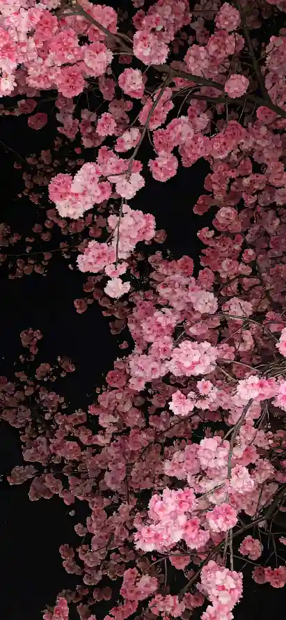 4k夜樱壁纸 - 樱花 - 樱花树 - 樱花盛开「哲风壁纸」