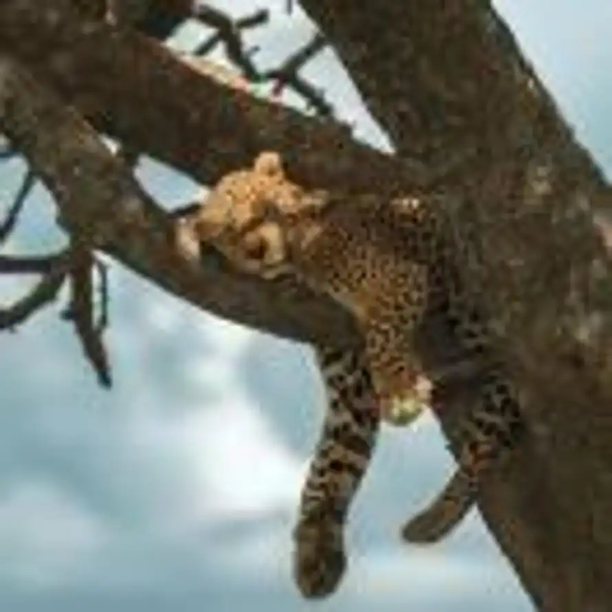 MarcoDeng💯的头像