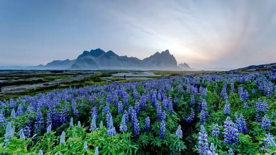 4k山脉壁纸 - 花田 - 黄昏 - 鸢尾花「哲风壁纸」 4k山脉壁纸 - 花田 - 黄昏 - 鸢尾花「哲风壁纸」