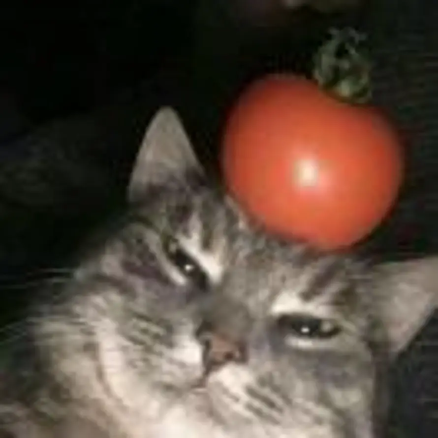 怪怪菇菇的头像