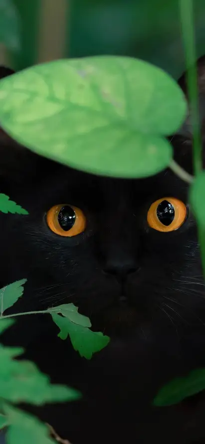 4k猫咪壁纸 - 绿叶 - 黄眼 - 黑猫「哲风壁纸」