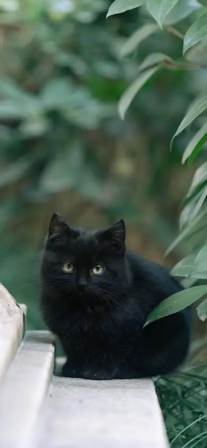 4k可爱壁纸 - 宠物 - 猫咪 - 绿植「哲风壁纸」