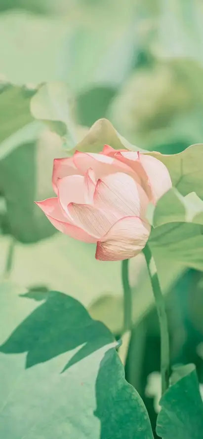 4k清新壁纸 - 荷叶 - 荷花 - 手机壁纸「哲风壁纸」