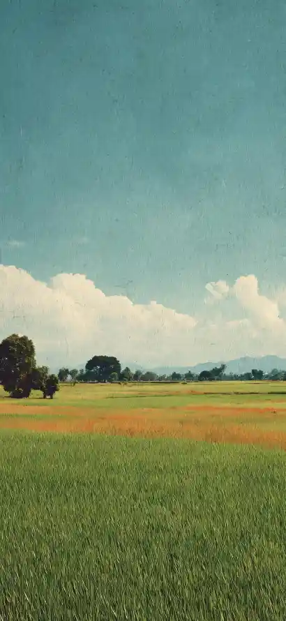 4k树木壁纸 - 田野 - 白云 - 艺术「哲风壁纸」