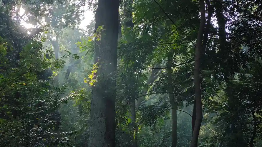 4k树木壁纸 - 森林 - 绿植 - 长沙「哲风壁纸」