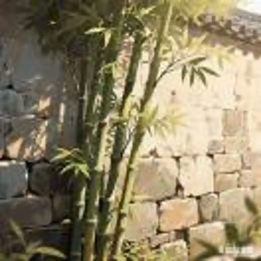 似水稳定的头像