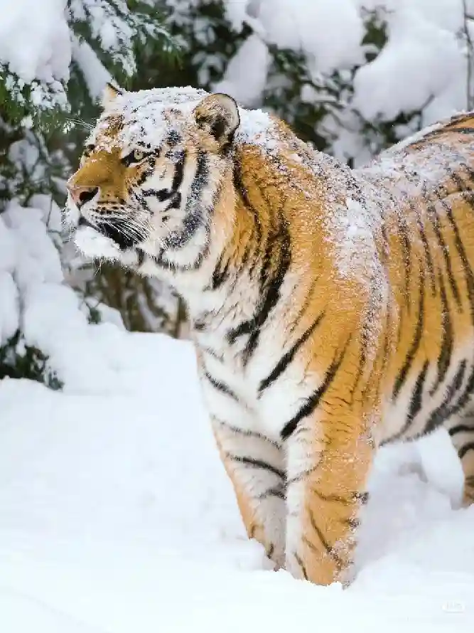 4k冬季壁纸 - 虎 - 大猫 - 雪地「哲风壁纸」