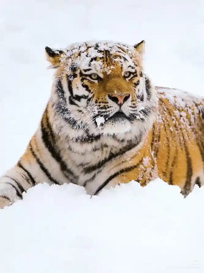 4k大猫壁纸 - 虎 - 雪 - 猛兽「哲风壁纸」