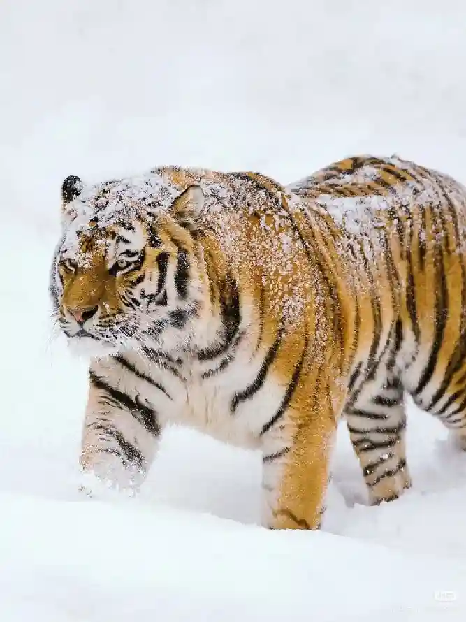 4k冬季壁纸 - 虎 - 大猫 - 猛兽「哲风壁纸」