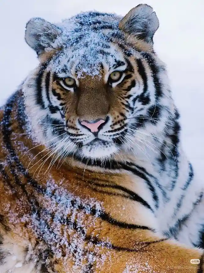 4k大猫壁纸 - 虎 - 雪 - 猛兽「哲风壁纸」