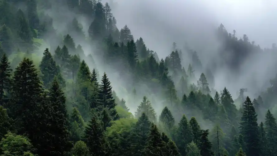 5k山林迷雾壁纸-晨雾山林和自然风景-苍翠松林「哲风壁纸」
