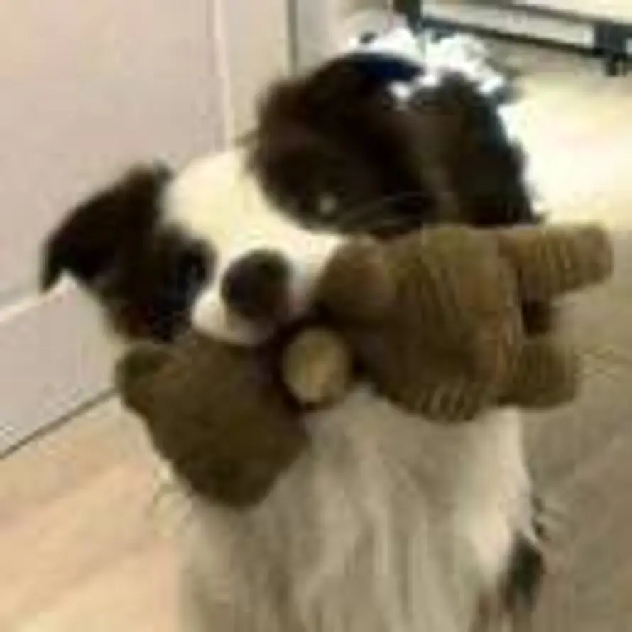 傻狗专咬瘸子那条好腿的头像