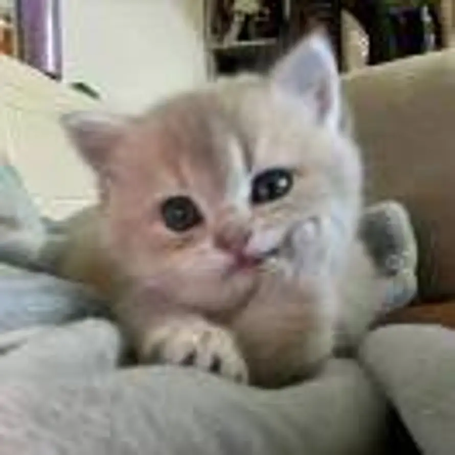 ™+7inkiiu🐱⁺℡的头像