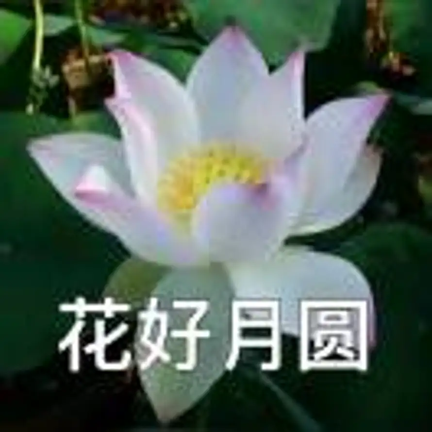花好月圆的头像