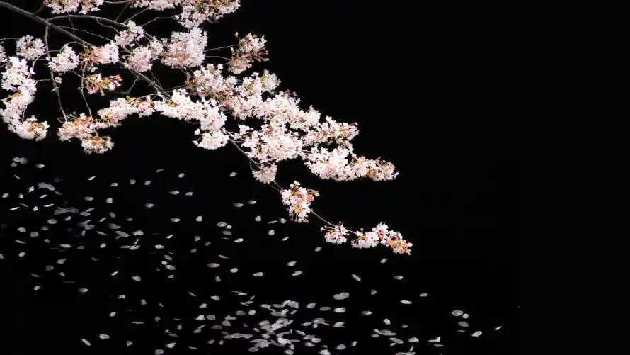 4k樱花壁纸 - 花瓣 - 落下 - 飘落「哲风壁纸」 4k樱花壁纸 - 花瓣 - 落下 - 飘落「哲风壁纸」