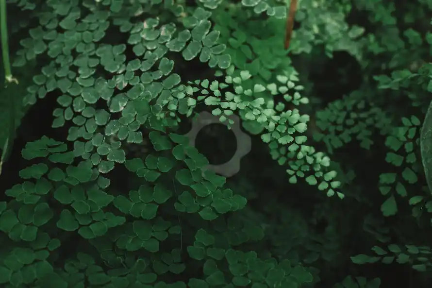 4k树叶壁纸 - 植物 - 绿叶 - 绿植「哲风壁纸」