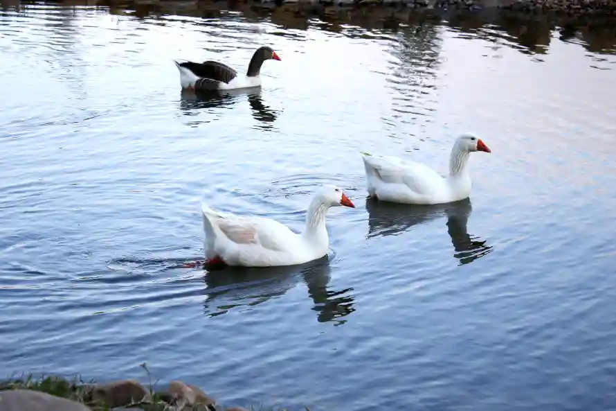 4k动物壁纸 - 大鹅 - 水面 - 池塘「哲风壁纸」 4k动物壁纸 - 大鹅 - 水面 - 池塘「哲风壁纸」