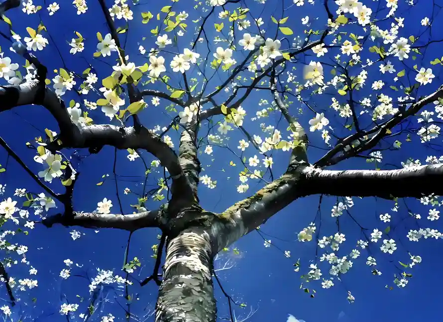 2k天空壁纸-白花树和花朵-壁纸推荐「哲风壁纸」