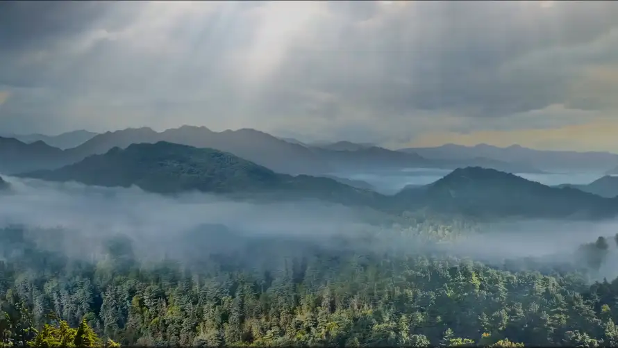 4k云雾壁纸 - 山脉 - 晨雾 - 森林「哲风壁纸」