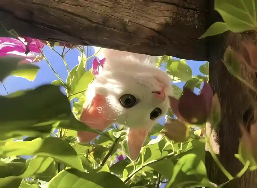 4k可爱壁纸 - 白色 - 绿植 - 花丛「哲风壁纸」