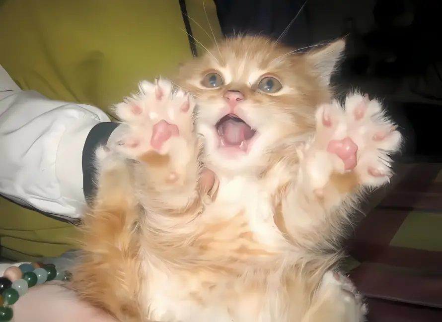 4k可爱壁纸 - 橘猫 - 爪子 - 萌宠「哲风壁纸」 4k可爱壁纸 - 橘猫 - 爪子 - 萌宠「哲风壁纸」