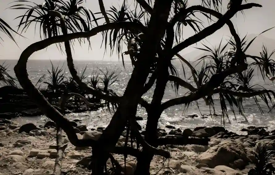 4k岩石壁纸 - 树干 - 沙滩 - 海浪「哲风壁纸」