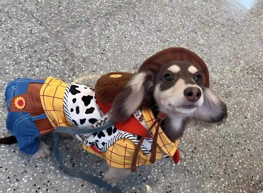 2k可爱壁纸-腊肠狗壁纸和萌宠-宠物装扮壁纸推荐「哲风壁纸」