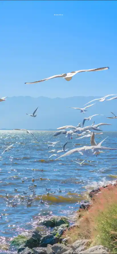 4k岸边壁纸 - 海水 - 海边 - 海鸥「哲风壁纸」