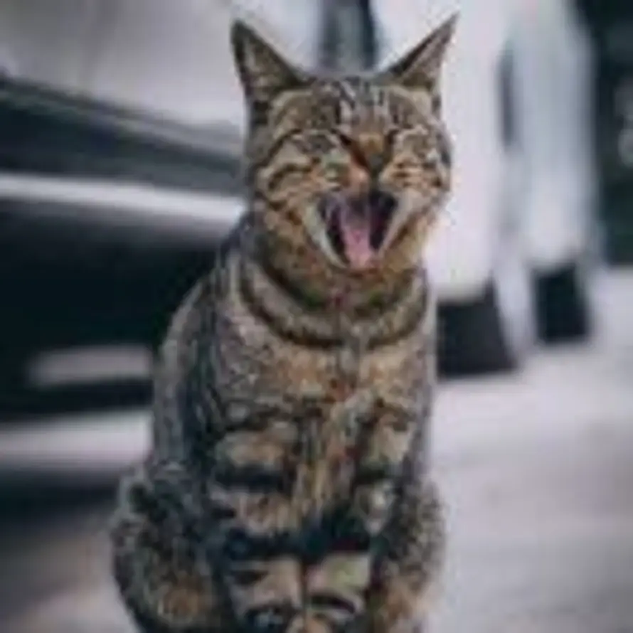 月照江流的头像