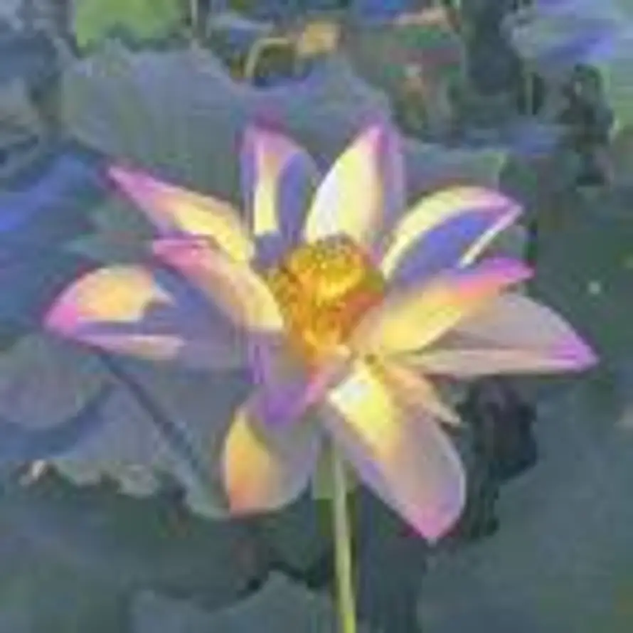 －天凉王破－的头像