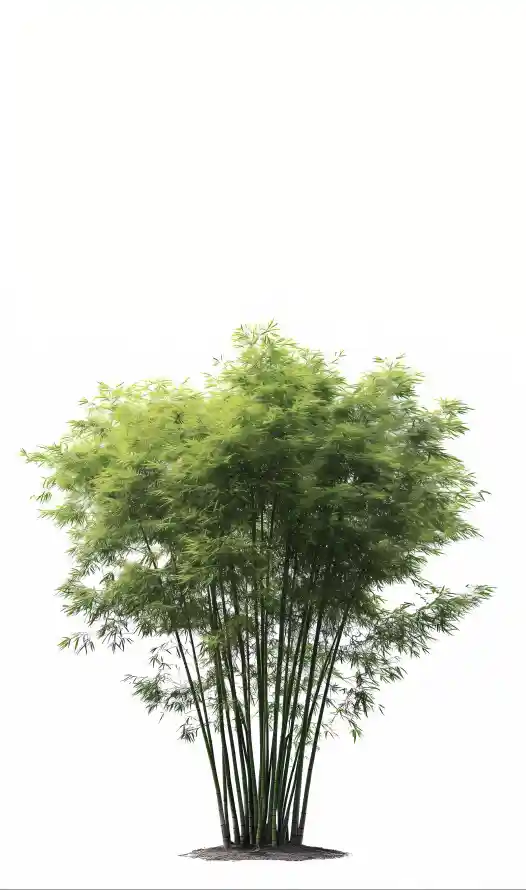 4k清新壁纸 - 竹丛 - 竹林 - 简约「哲风壁纸」