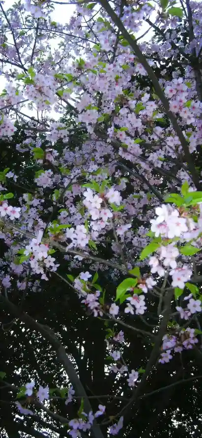 4k春天壁纸 - 树枝 - 樱花 - 花瓣「哲风壁纸」