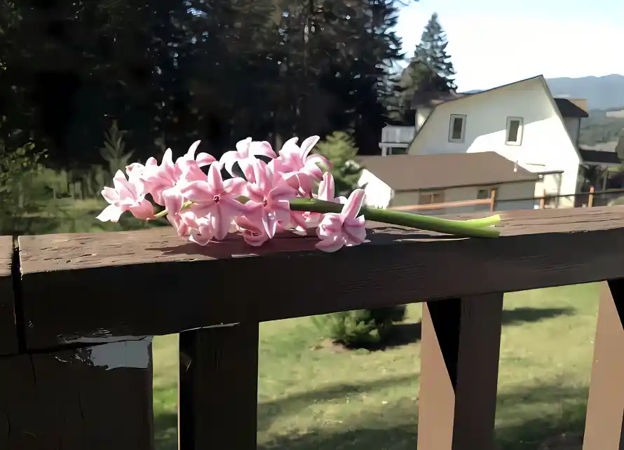 4k户外壁纸 - 房屋 - 栏杆 - 树木「哲风壁纸」