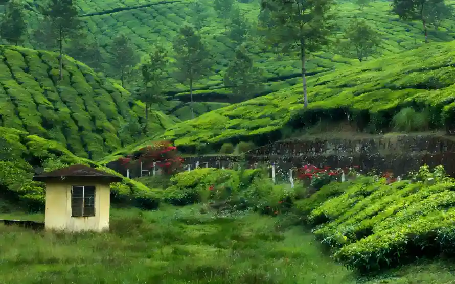 4k小屋壁纸 - 山坡 - 房子 - 绿树「哲风壁纸」