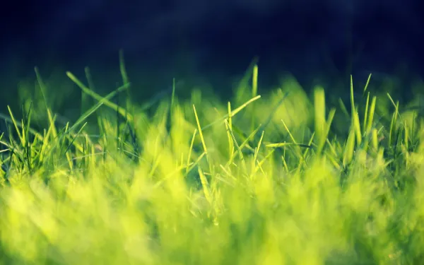 3k植物壁纸-绿色的和特写-热门的壁纸「哲风壁纸」