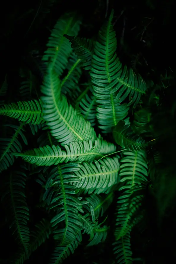 4k工厂壁纸 - 性质 - 植被 - 植物干「哲风壁纸」