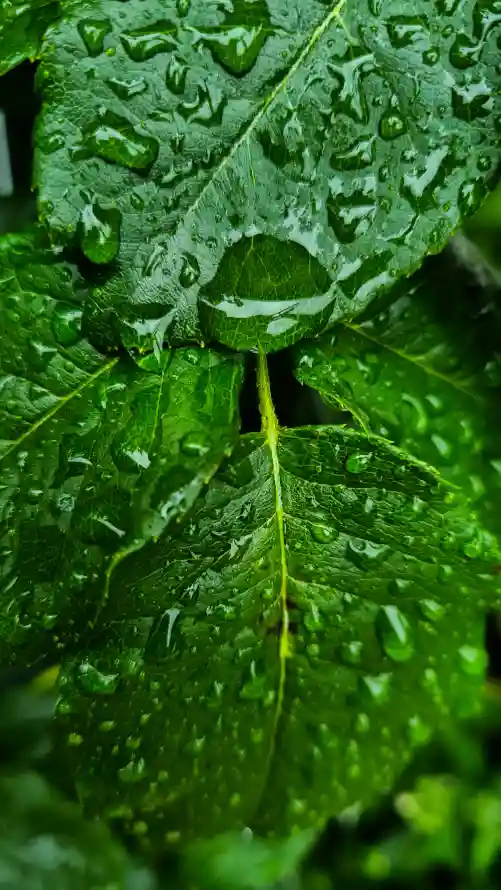 4k流体壁纸 - 草 - 湿气 - 叶蔬菜「哲风壁纸」
